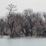 Gautami Instagram - Just now - #egrets in the heart of #telangana. Enroute to hyd... it does pay to slowdown and look out the window once in a while #thipparthi #wildlifephotography #birds_captures #birdwatching #highwaydrive #highwaywonders #egrets