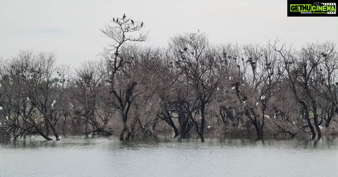 Gautami Instagram - Just now - #egrets in the heart of #telangana. Enroute to hyd... it does pay to slowdown and look out the window once in a while #thipparthi #wildlifephotography #birds_captures #birdwatching #highwaydrive #highwaywonders #egrets