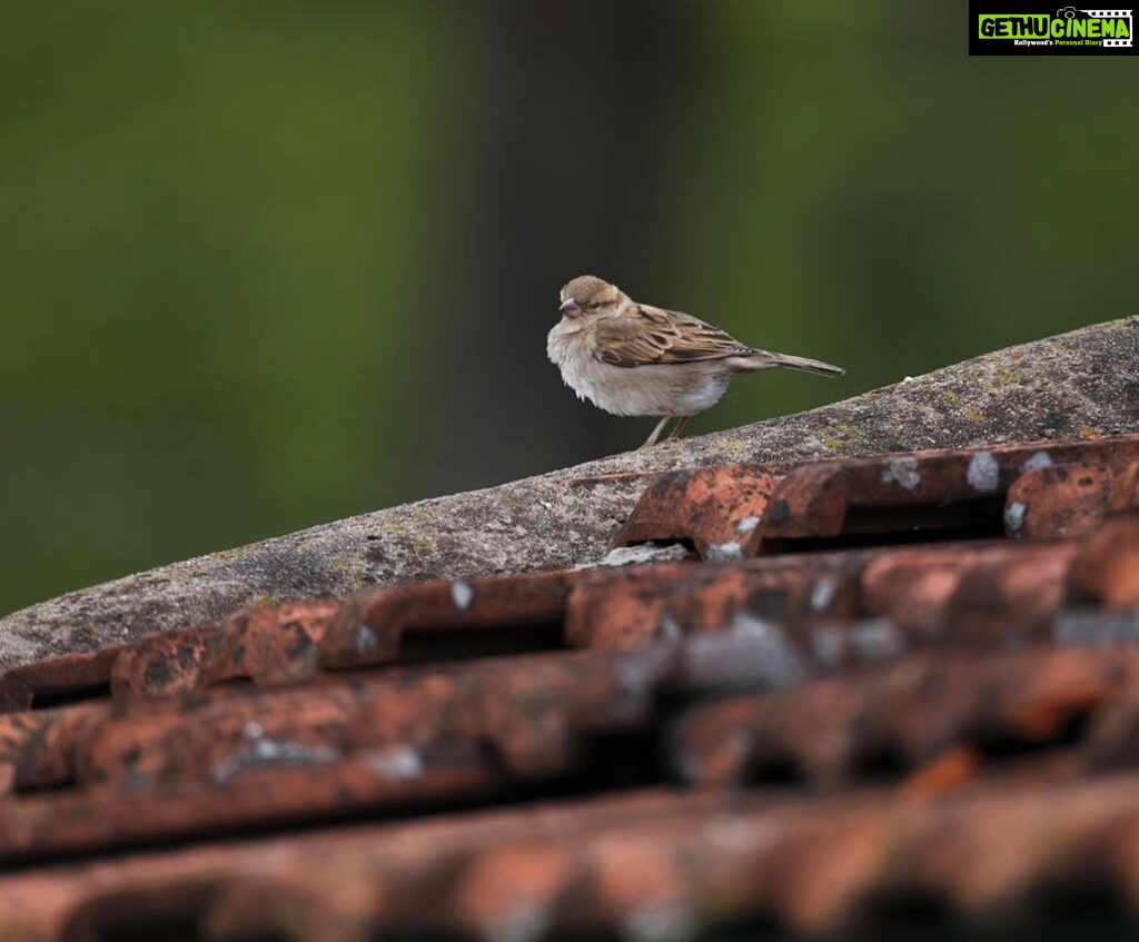 Gautami Instagram - #birdphotography #birdlovers #birds_captures