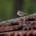 Gautami Instagram - #birdphotography #birdlovers #birds_captures