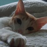 Gautami Instagram - Introducing Bella..... Chennai, India