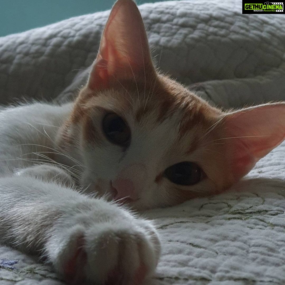 Gautami Instagram - Introducing Bella..... Chennai, India