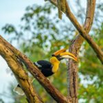 Gautami Instagram - Great Indian hornbills #birdlovers #birds_captures #birdsphotography Valparai