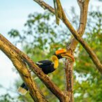 Gautami Instagram - Great Indian hornbills #birdlovers #birds_captures #birdsphotography Valparai