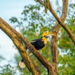Gautami Instagram - Great Indian hornbills #birdlovers #birds_captures #birdsphotography Valparai