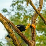 Gautami Instagram - Great Indian hornbills #birdlovers #birds_captures #birdsphotography Valparai