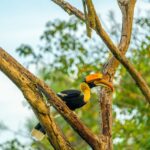 Gautami Instagram - Great Indian hornbills #birdlovers #birds_captures #birdsphotography Valparai