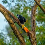 Gautami Instagram - Great Indian hornbills #birdlovers #birds_captures #birdsphotography Valparai