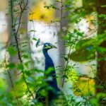 Gautami Instagram - #goodmorning #morningmotivation #morningvibes #birds #birdphotographers_of_india #birdlovers Rajapalayam