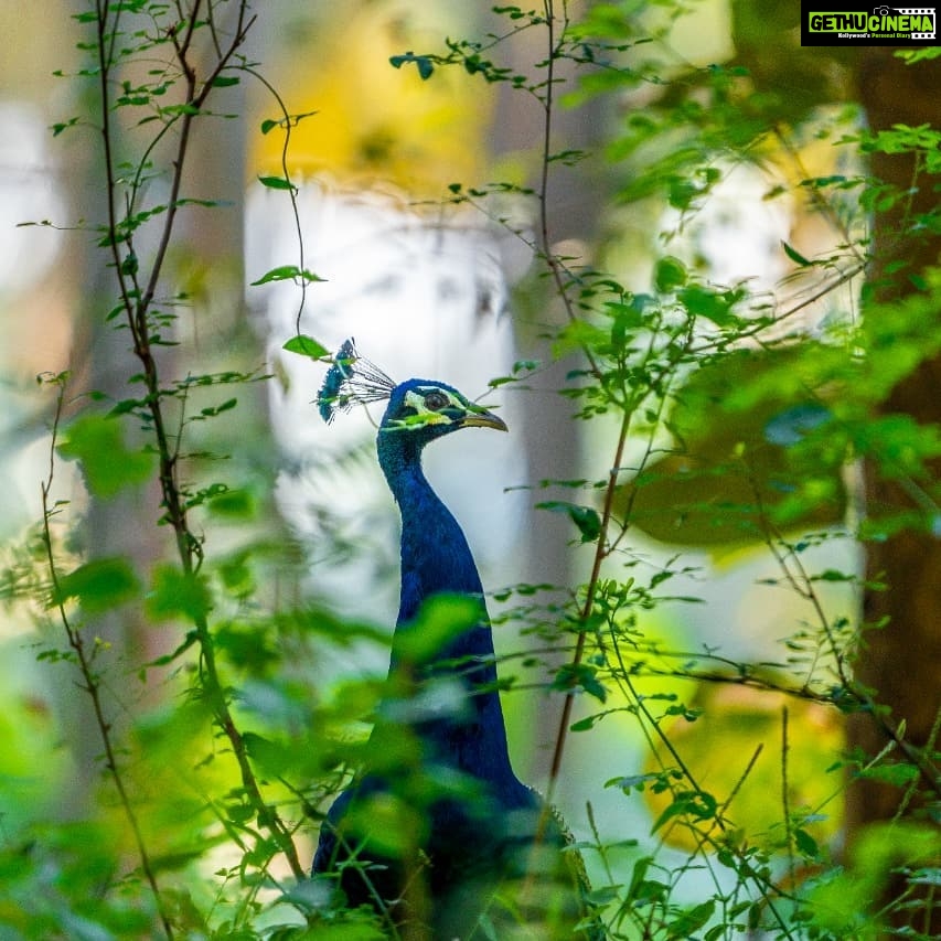 Gautami Instagram - #goodmorning #morningmotivation #morningvibes #birds #birdphotographers_of_india #birdlovers Rajapalayam