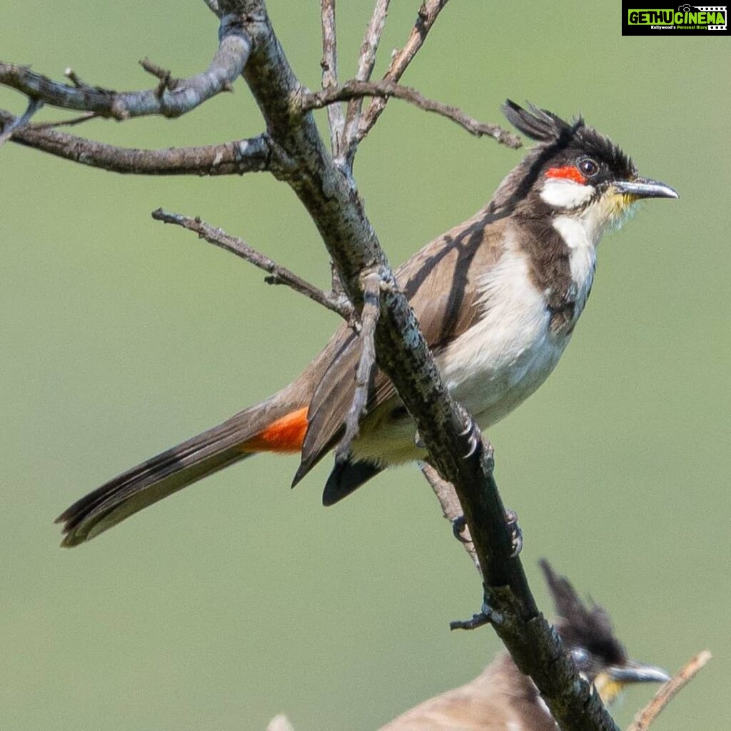 Gautami Instagram - Bulbul #birdphotographyindia #birds_captures #birds_matter #best_birds_of_ig #best_birds_planet #birdsofinstagram #birdspictures