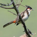 Gautami Instagram - Bulbul #birdphotographyindia #birds_captures #birds_matter #best_birds_of_ig #best_birds_planet #birdsofinstagram #birdspictures