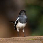 Gautami Instagram - Delighted to capture. #best_birds_of_ig #bestbirdshots #best_birds_of_world #bestbirds #best_birds_planet #best_birds_photography #best_bird_shots #best_nature_shots #naturephotography #nuts_about_birds #birdlovers #birdphotographyindia #birds_captures #birdofparadise #bird_freaks #birds_perfection #birdshots #birdz_of_india #birdsfreaks #nuts_about_birds