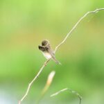 Gautami Instagram - Good morning and happy week. Be safe all. #birdphotographyindia #birdlovers #birds_captures #birdsofparadise #birdsofinstagram #birdphotographers_of_india #birds_matter #bird_extreme #birds_nature #birdwatching #wildlife_conservation_official #best_birds_of_ig #bestbirdshots