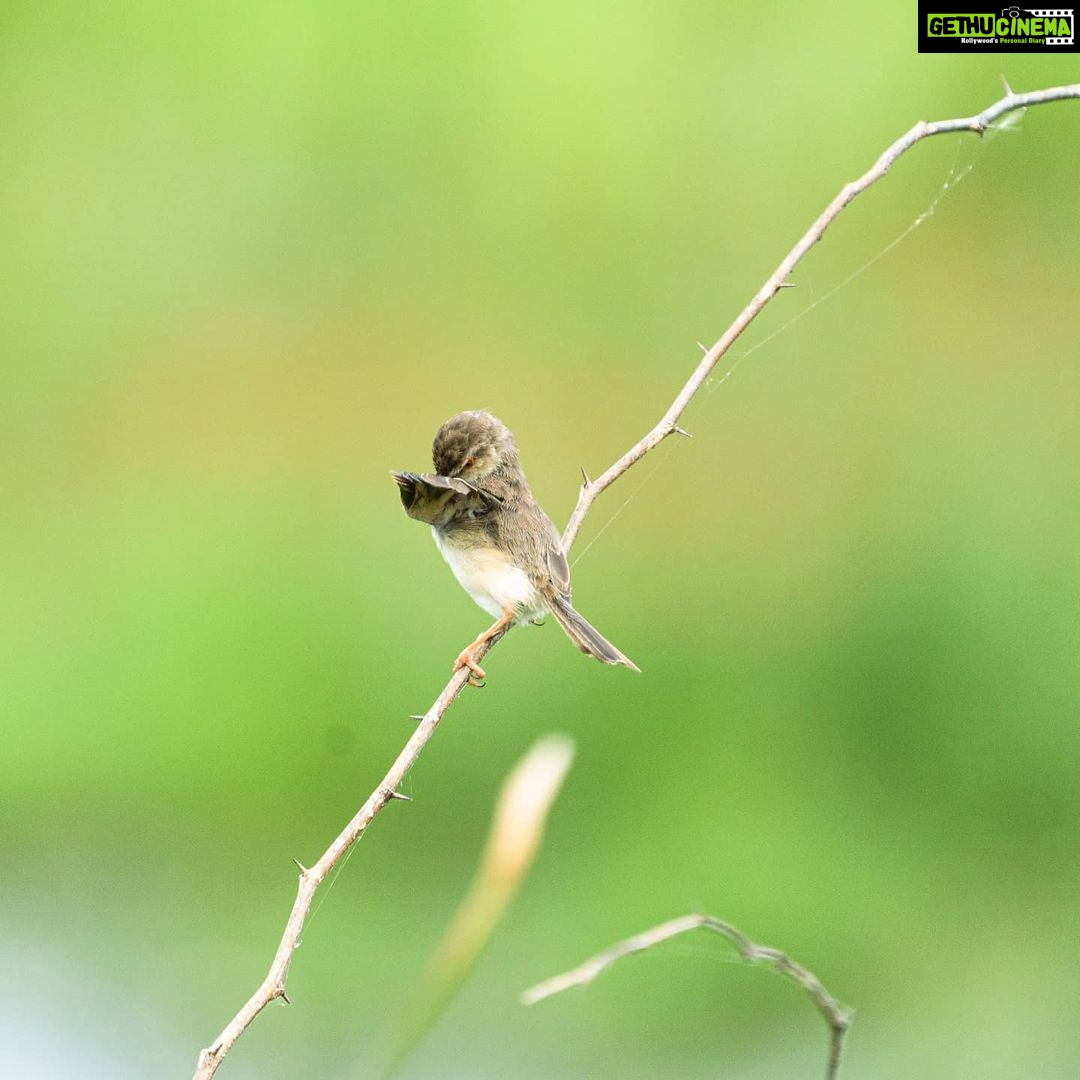 Gautami Instagram - Good morning and happy week. Be safe all. #birdphotographyindia #birdlovers #birds_captures #birdsofparadise #birdsofinstagram #birdphotographers_of_india #birds_matter #bird_extreme #birds_nature #birdwatching #wildlife_conservation_official #best_birds_of_ig #bestbirdshots