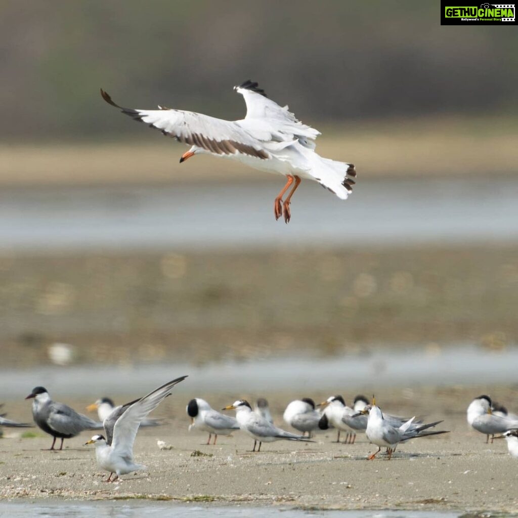 Gautami Instagram - Back in town.. #birdphotographyindia #birds_captures #birdspictures #birdstamilnadu #birds #birdphotographers_of_india #birdlovers #birds_of_ig Pulicat Lake