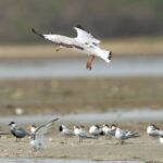 Gautami Instagram – Back in town.. #birdphotographyindia #birds_captures #birdspictures #birdstamilnadu #birds #birdphotographers_of_india #birdlovers #birds_of_ig Pulicat Lake