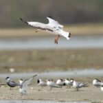 Gautami Instagram - Back in town.. #birdphotographyindia #birds_captures #birdspictures #birdstamilnadu #birds #birdphotographers_of_india #birdlovers #birds_of_ig Pulicat Lake