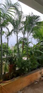 Gautami Instagram - CHENNAI VIBES............

#rain 
#wind 
#breezy