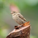 Gautami Instagram - one drizzling day in the concrete jungles #birds #birdphotography #birdsofinstagram #gautamitads
