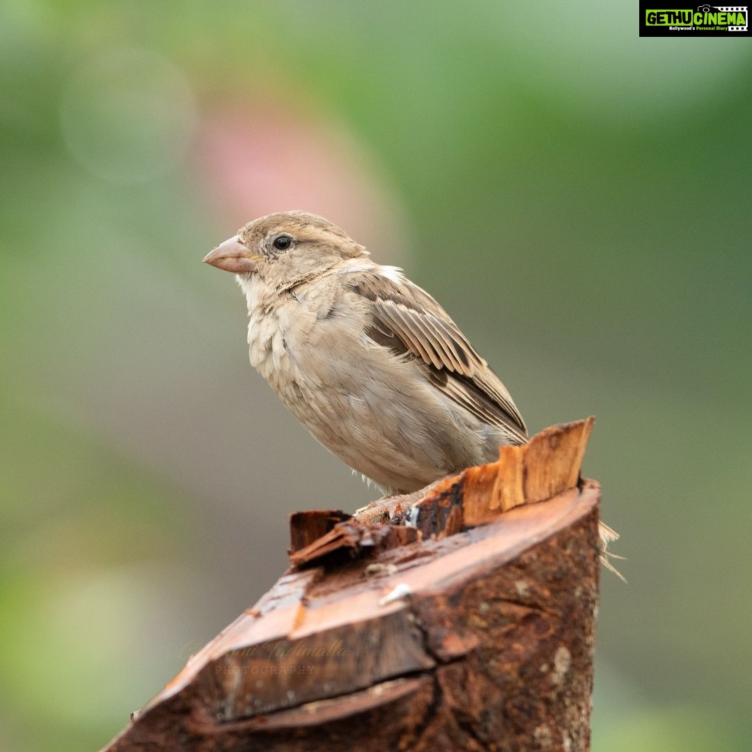 Gautami Instagram - one drizzling day in the concrete jungles #birds #birdphotography #birdsofinstagram #gautamitads