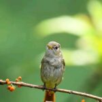 Gautami Instagram - Travel with nature #birdsphotographer_of_india #birds_illife #birds_freaks #nature_perfection #natgeo #natgeoyourshot #naturelover #nature_brilliance #natureshots