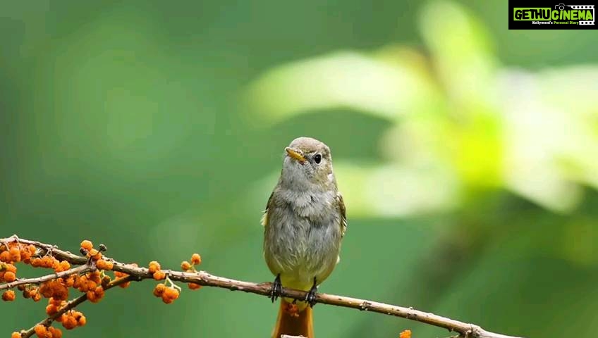 Gautami Instagram - Travel with nature #birdsphotographer_of_india #birds_illife #birds_freaks #nature_perfection #natgeo #natgeoyourshot #naturelover #nature_brilliance #natureshots