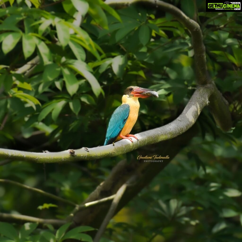 Gautami Instagram - what majestic colors of nature... thank you for showing this beautiful bird @usha.ravi.1694 @sakthithulir #earthcapture #bbcwildlifepotd #bestbirdshots #bestbirdsofinstagram #naturein_focus #natureinspired #natureinfocus #natureinstagram #birds_adored #birds_captures #throughthelens #indian_wildlifes #nikond500 #nikonasia #natgeowild #natgeoindia #nuts_about_birds Coimbatore, Tamil Nadu