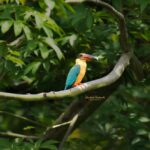 Gautami Instagram – what majestic colors of nature… 
thank you for showing this beautiful bird @usha.ravi.1694 @sakthithulir 
#earthcapture 
#bbcwildlifepotd 
#bestbirdshots 
#bestbirdsofinstagram 
#naturein_focus 
#natureinspired 
#natureinfocus 
#natureinstagram 
#birds_adored 
#birds_captures 
#throughthelens 
#indian_wildlifes 
#nikond500 
#nikonasia 
#natgeowild 
#natgeoindia 
#nuts_about_birds Coimbatore, Tamil Nadu