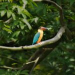 Gautami Instagram - what majestic colors of nature... thank you for showing this beautiful bird @usha.ravi.1694 @sakthithulir #earthcapture #bbcwildlifepotd #bestbirdshots #bestbirdsofinstagram #naturein_focus #natureinspired #natureinfocus #natureinstagram #birds_adored #birds_captures #throughthelens #indian_wildlifes #nikond500 #nikonasia #natgeowild #natgeoindia #nuts_about_birds Coimbatore, Tamil Nadu