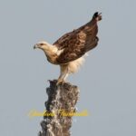 Gautami Instagram - #seaeagle #birdspictures #dailybirdpix #best_birds_of_ig #birdspictureoftheday #birdphotographers_of_india #bird_lovers #nuts_about_birds #birds_captures #birds_adored #birds_illife