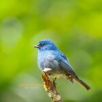 Gautami Instagram - #neelagiriflycatcher #coonoor #birds_illife #birds_private #photooftheday #birds_freaks #birdsofinstagram #birdwatching #birdsphotographer_of_india #birdsinindia #birds_captures #birdslovers #birds_adored #birdsplanet #birds_nature #birdselite #wildlifephotographer #wildlifeconservation #wildlifeindia #wildlife #nuts_about_birds #best_birds_planet #best_birds_of_world #best_birds_photography #best_bird_shots #best_birds_of_ig #your_best_birds #Birds #nikonphotography #nikond500 @nikonindiaofficial