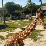 Izabelle Leite Instagram - little moments big memories 🥰🥹🧿 Alkhor Park & Zoo-Qatar