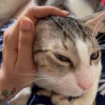 Jasleen Matharu Instagram - Mere jigar ke tukde 🐱🐱 @kachori_laddoo_matharu