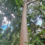 Jinal Belani Instagram - Kuranda Rainforest #photodump I was amazed to look at huge trees (Bull kauri) which are called 'King of the Jungle'. Our guide said these trees can become king of the jungle because they are the only tree species which does not allow any toxicity to develop around them. It made me think for quite a while :)