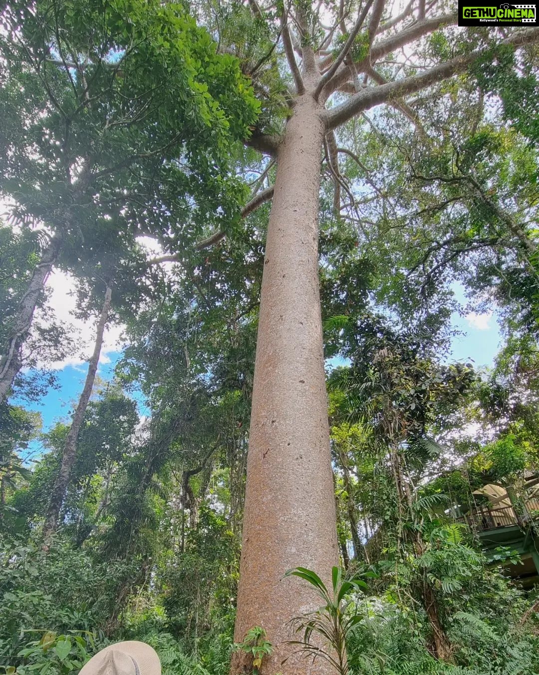 Jinal Belani Instagram - Kuranda Rainforest #photodump I was amazed to look at huge trees (Bull kauri) which are called 'King of the Jungle'. Our guide said these trees can become king of the jungle because they are the only tree species which does not allow any toxicity to develop around them. It made me think for quite a while :)