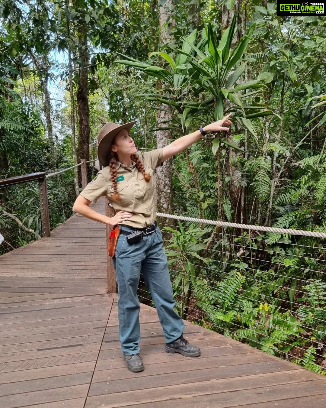 Jinal Belani Instagram - Kuranda Rainforest #photodump I was amazed to look at huge trees (Bull kauri) which are called 'King of the Jungle'. Our guide said these trees can become king of the jungle because they are the only tree species which does not allow any toxicity to develop around them. It made me think for quite a while :)