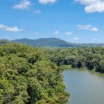 Jinal Belani Instagram - Kuranda Rainforest #photodump I was amazed to look at huge trees (Bull kauri) which are called 'King of the Jungle'. Our guide said these trees can become king of the jungle because they are the only tree species which does not allow any toxicity to develop around them. It made me think for quite a while :)