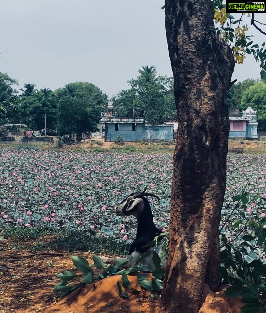 Jovika vijaykumar Instagram - Just calm down and feel the sand under your foot, the salt in the air, listen to a prayer of whichever faith and look at pretty flowers once in a while Auroville