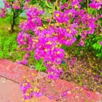 Kajal Nishad Instagram – Bheegi bheegi,,,