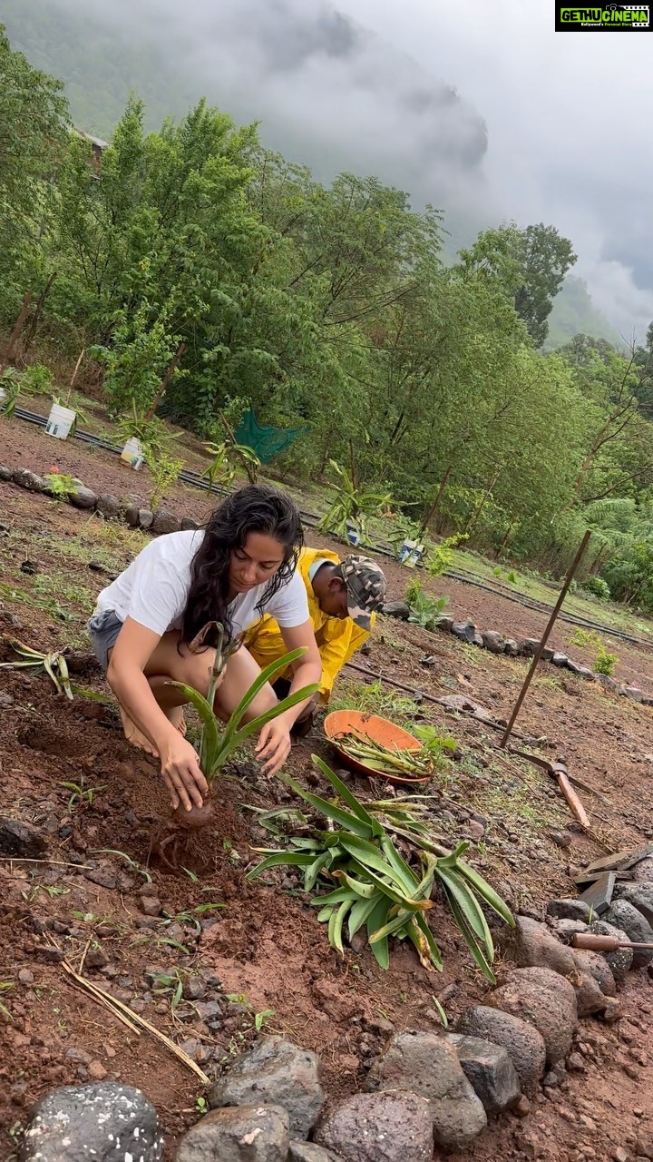 Kanchi Kaul Instagram - Project Lily!!! Lilies β¦. Such a delight always πΊπΊ We had a few Lily bulbs ( <5 ) in the summer , which were carefully multiplied in pots . My landscaping team ( the littles π) then found a patch of land that required it to be marked with stones from the stream so that all the new Lilly babies could finally graduate from pot to ground just before the monsoon hits . This involved massive euphoria of digging , making the pot mud loose ,by collecting water from the rain and thus creating that lovely muck while little drizzles brushed past us !!! #mothernature #nature #monsoon #maharashtra #farming #projectlilly #chemicalfree #organic #theadventuresofAI #gadgetfreechildhood