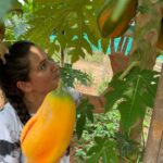 Kanchi Kaul Instagram - The joy of growing your most authentic natural gold 🍀🍀🍑#youarewhatyoueat #plantpower #growyourownfood #grow #mothernature #yum #reels #reelsinstagram #farmlife