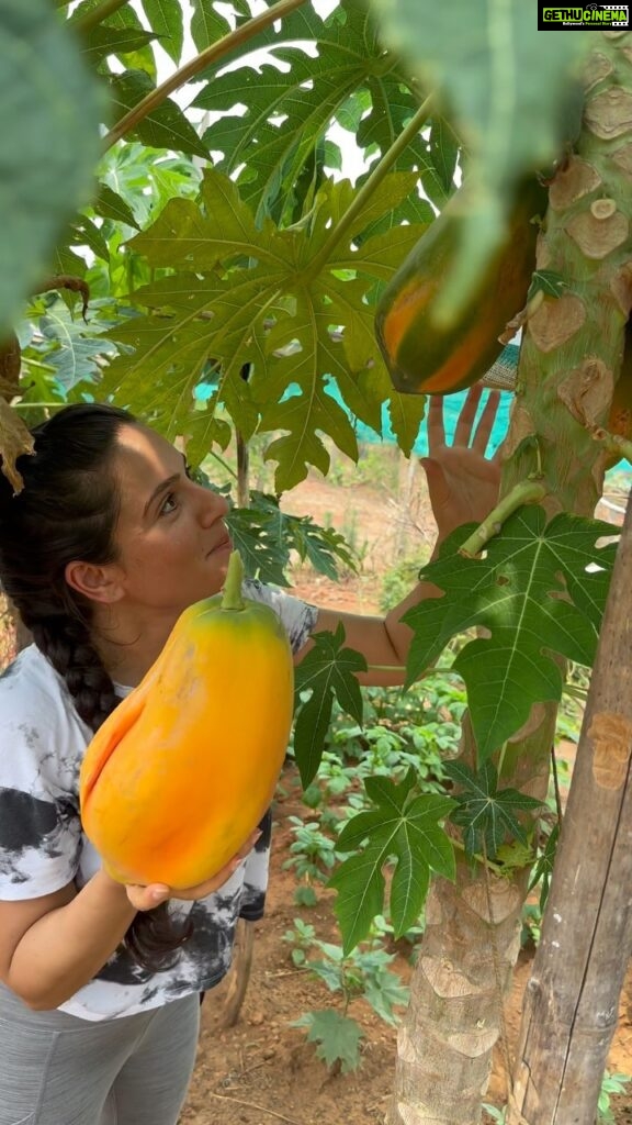 Kanchi Kaul Instagram - The joy of growing your most authentic natural gold 🍀🍀🍑#youarewhatyoueat #plantpower #growyourownfood #grow #mothernature #yum #reels #reelsinstagram #farmlife