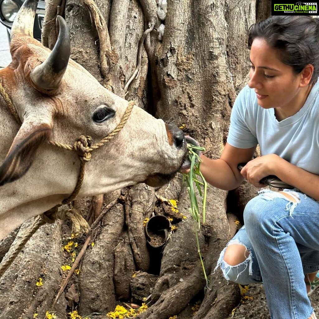 Kanchi Kaul Instagram - The symbol of the earth and the mother of all animals 🐄🐄 #thejoyoffeeding 💖