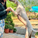 Kanchi Kaul Instagram - Todays extreme happy mood is sponsored by multi , puffy and tarzan 🐕🐕🐕💚💚 Its magical how they never leave your side when u start walking … anytime , anywhere , always on the lookout, protecting from any harm, never trained, just out of pure love !!!!!! #dogs #farm #farmlife #wildandfree #love 🥰🥰🥰 #reels #reelsinstagram #unconditional