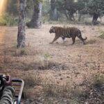 Kavita Kaushik Instagram - TIGERS 🐅 ⚠️ cubs and more Tigers....