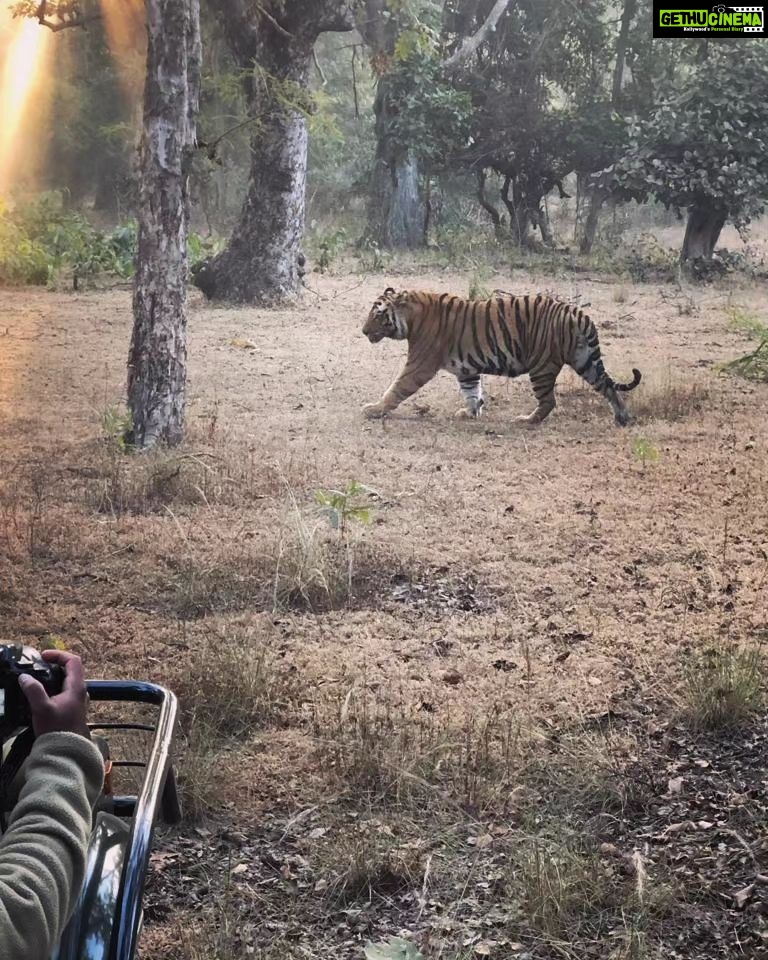 Kavita Kaushik Instagram - TIGERS 🐅 ⚠️ cubs and more Tigers....