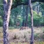 Kavita Kaushik Instagram – TIGERS 🐅 ⚠️ cubs and more Tigers….