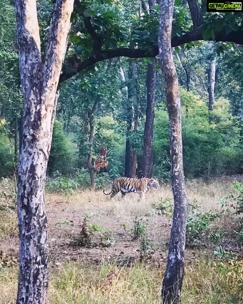 Kavita Kaushik Instagram - TIGERS 🐅 ⚠️ cubs and more Tigers....