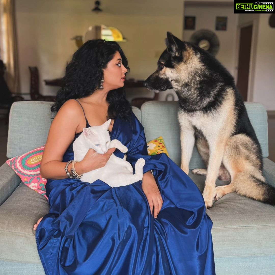 Kavita Kaushik Instagram - "K- Baalak, sofey pe kaise Chad ra ? Raaka- you said we are all same. K- yes but my feet don't have mud on them. Raaka- I have paws- problem solved Lala- Too white to be bothered. Ima bounce." #look #at #Raaka's #sulking #eyes I tried a lot to get the whole family together for a picture but ye jaanwaron jaisa behave karte hai saarey ! Including me 🤪 Happy Diwali from Ron, Kk, jaggu, Raaka , lala & cc 💖 Wearing My Mom's (your #AparnaAunty's) 40 years old saaree ! Look at the shine still like new , vintage is the best 😍